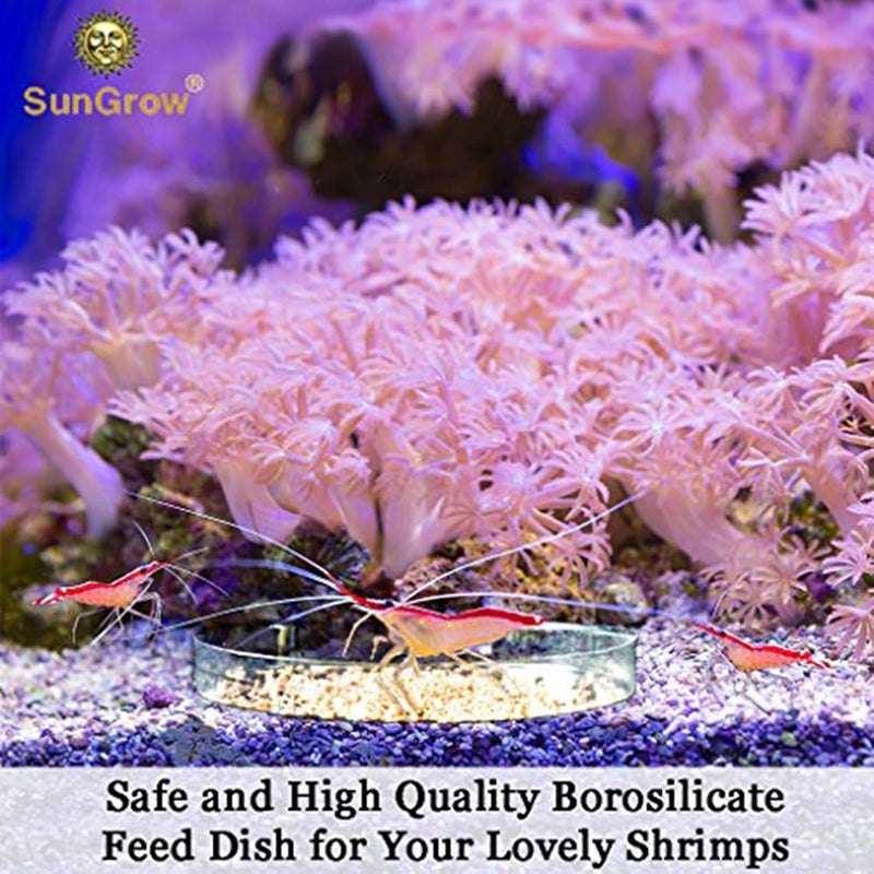 SunGrow Tough Borosilicate Glass Shrimp Feed Dish, 2.5 Inches Wide and 0.5 Inch Deep, Avert Food Spilling, Heavy-Duty, Transparent Basin for Shrimp Food or Fish's Tubifex Worms - Image 3