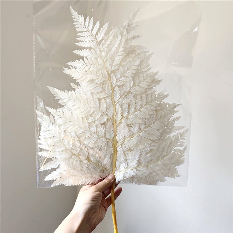 prefleur prefleur Preserved Real Green Ferns Dried Green Fern Tips Stems Wedding Garlands Home Decorations Bouquets Flower Arrangements Wall Hanging Dried White 