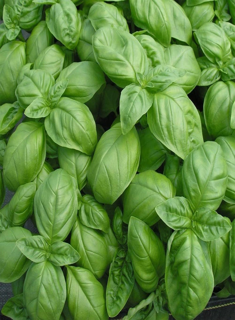 GGOOT 100pcs Perennial Basil Seeds Shrub Evergreen is Suitable for Borders and Herb Gardens Suitable for Anyone Who Wants to Plant - Image 1