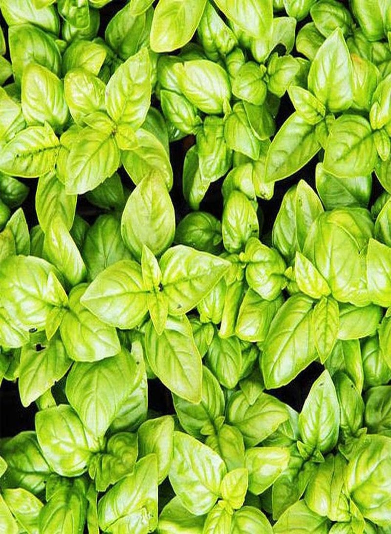 GGOOT 100pcs Perennial Basil Seeds Shrub Evergreen is Suitable for Borders and Herb Gardens Suitable for Anyone Who Wants to Plant - Image 2