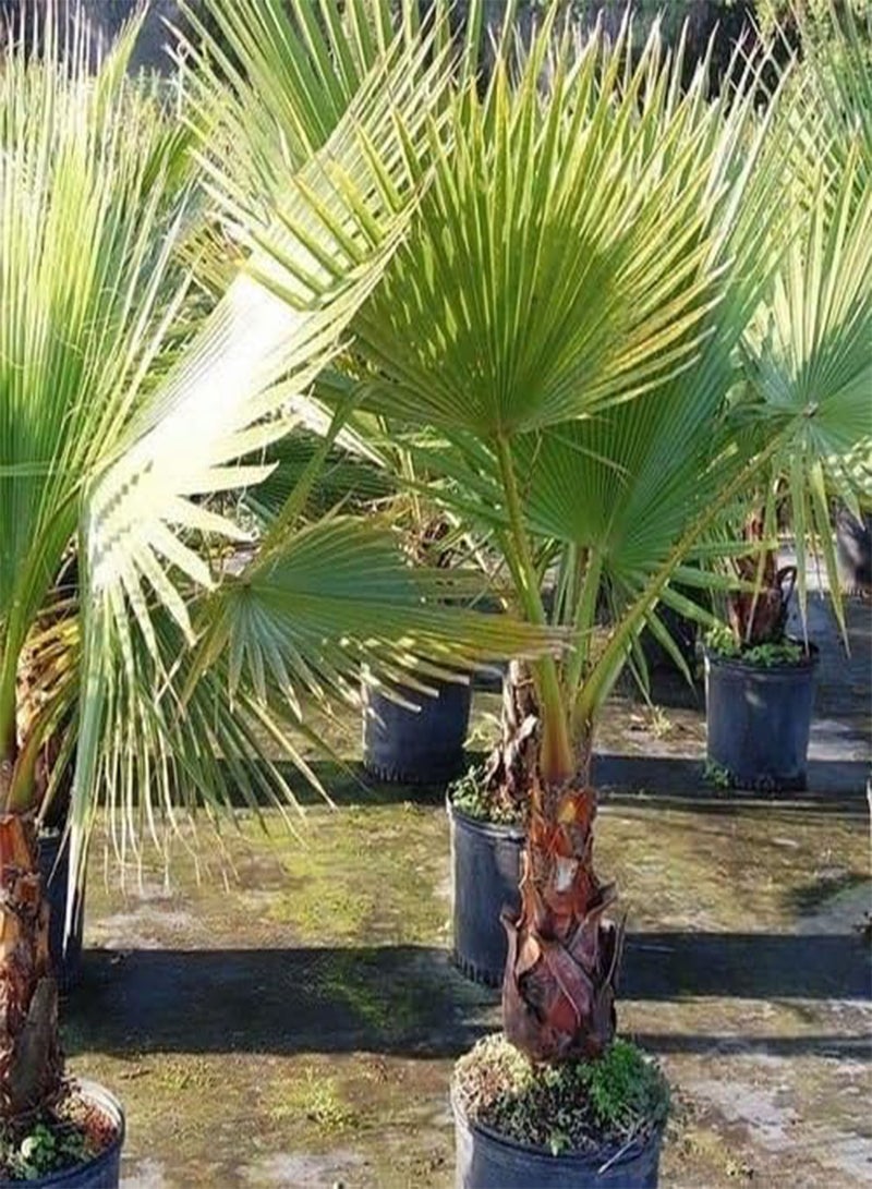 GGOOT Mexican Fan Palm Seeds (Washingtonia robusta) 10 Seeds - Image 2