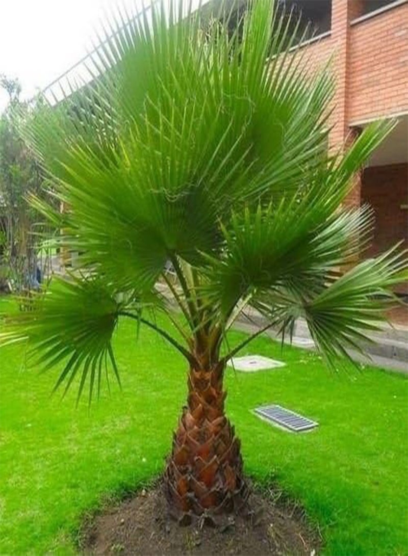 GGOOT Mexican Fan Palm Seeds (Washingtonia robusta) 10 Seeds - Image 1
