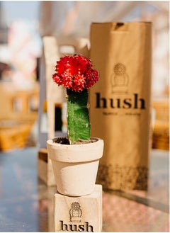 Natural plant (Moon cactus )