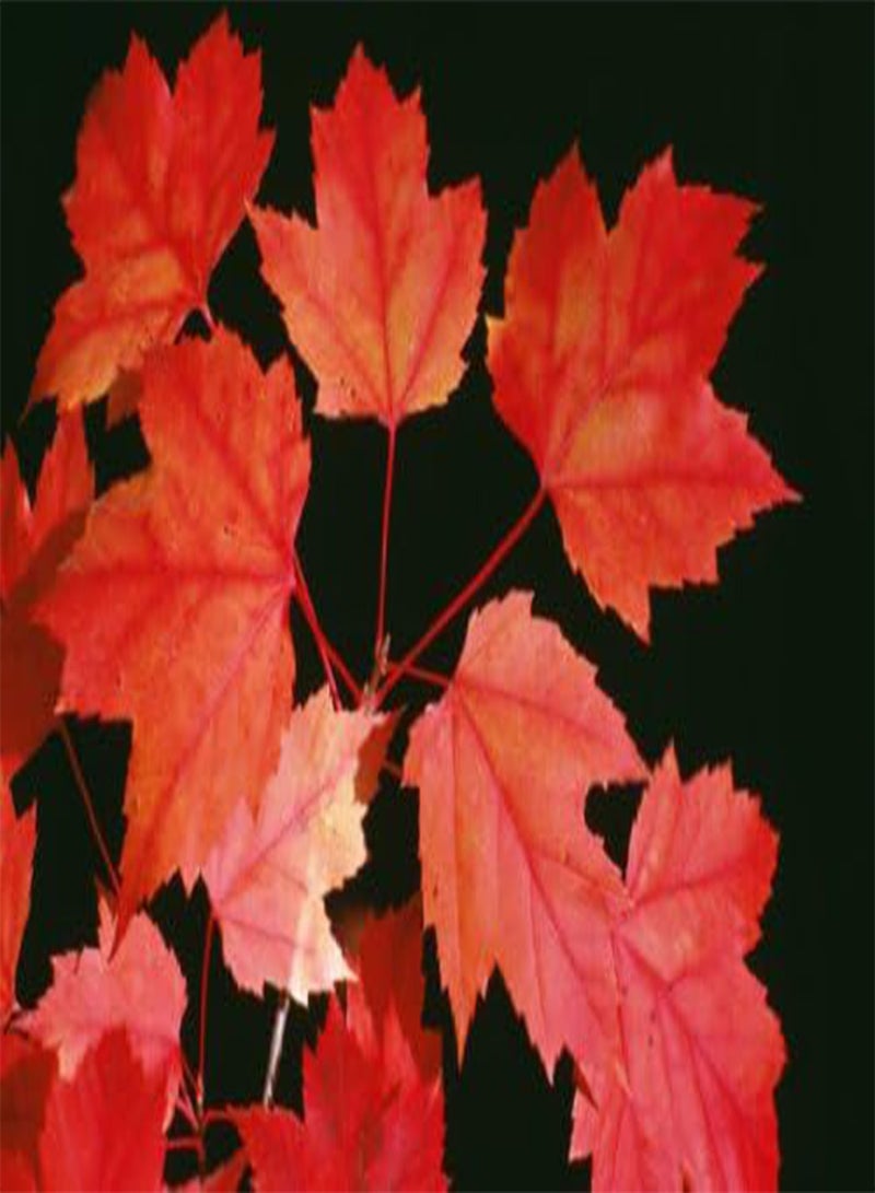 GGOOT seeds Acer rubrum (Red Maple)   Large Packet   100 Seeds - Image 2