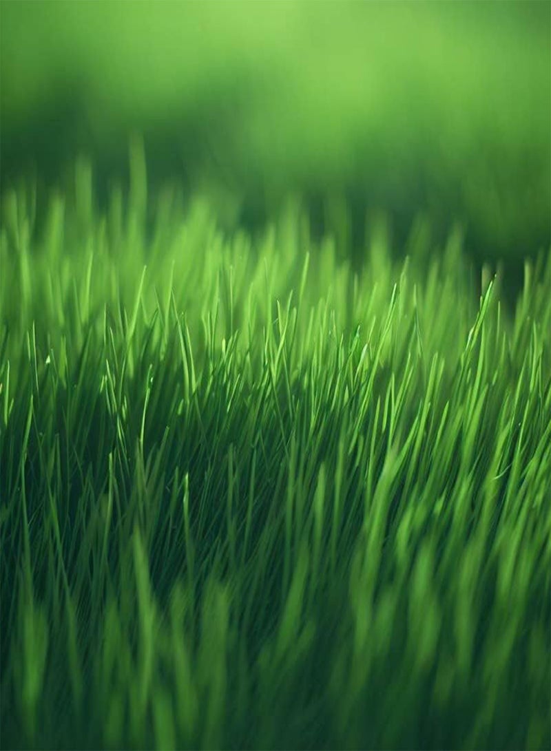 GGOOT Bahia, Bermuda, Grass Seeds for Lawn and Pasture, Livestock Grazing, Choose Color and Amount (1 g, Turf Bermuda Hulled & Coated) - Image 2