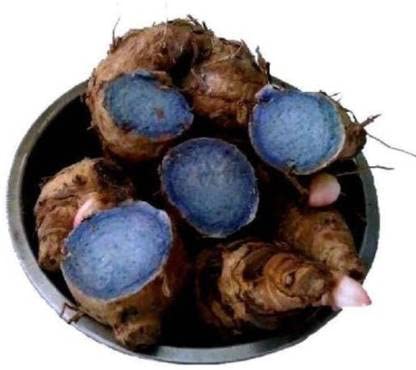 كركم أسود أصلي سابوت كالي طازج للعبادة - Image 1