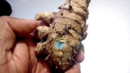 كركم أسود أصلي سابوت كالي طازج للعبادة - Image 3