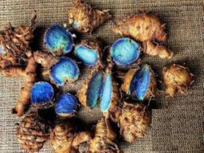 كركم أسود أصلي سابوت كالي طازج للعبادة - Image 2