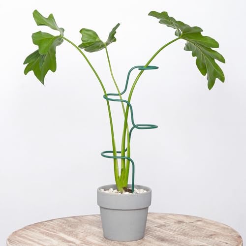 GOOOXIM Set of 3 Sturdy Metal Plant Support Stakes for Indoor & Outdoor Use - Garden Trellis for Hydrangeas, Monstera, Flowers, Herbs, and Seedlings - Ideal for Small to Medium Plants - Image 1