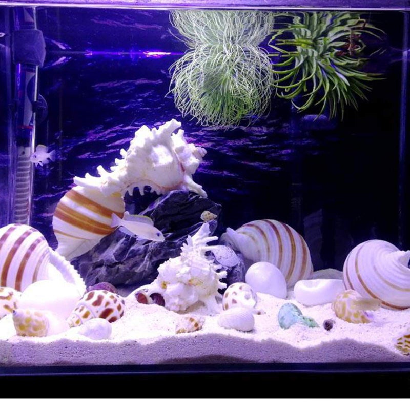 SINKOO 2PCS Conch Shell Large Natural Seashells 4-5.3 Inch Perfect for Fish Tank Wedding Decor Beach Theme Party, Home Decorations,DIY Crafts - Image 5