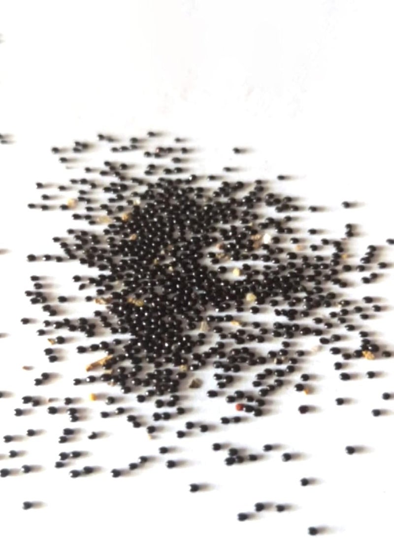 جي جوت 50 قطعة من بذور شجرة الموز القزمة، نباتات بونساي صغيرة للحديقة المنزلية والمكتب والديكور لزراعة الحديقة والفناء الخارجي، 1 بذور موز - Image 2