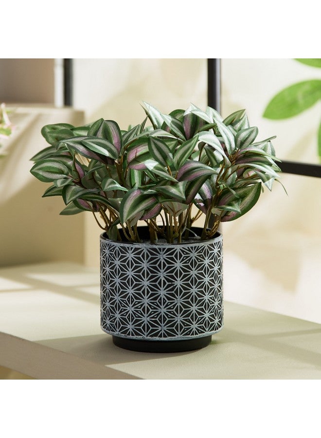 Home Box Liara Dracena Leaves Potted Plant with Plastic Pot 26 cm  - Image 1
