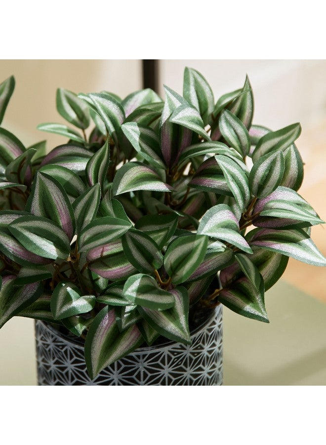 Home Box Liara Dracena Leaves Potted Plant with Plastic Pot 26 cm  - Image 2