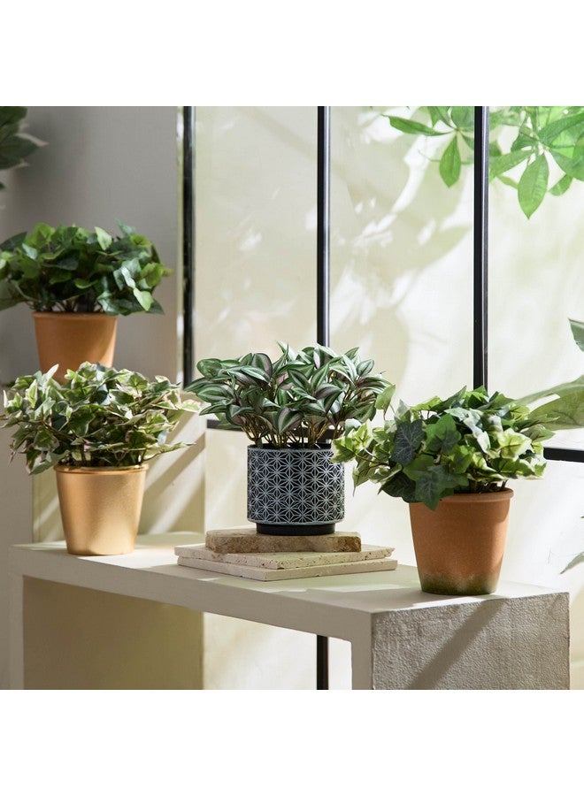 Home Box Liara Dracena Leaves Potted Plant with Plastic Pot 26 cm  - Image 4