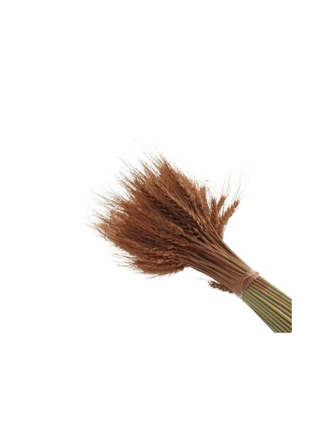 Generic مجموعة عشبة القمح المجففة الطبيعية وزهرة القمح المجففة الاصطناعية موكا -50  - Image 4