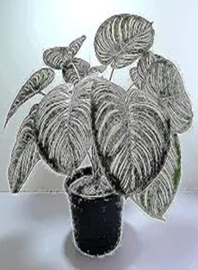Artificial Plant Tree - 60cm, 2725615346401