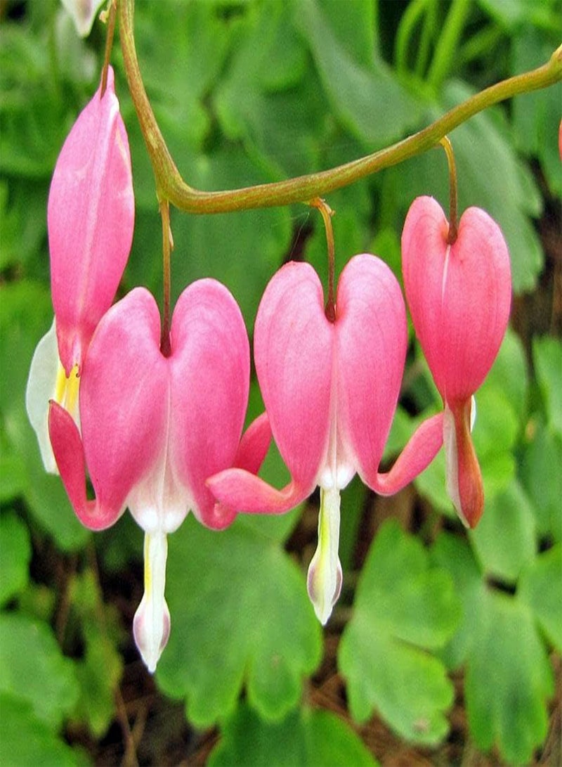 GGOOT Dicentra spectabilis (Old Fashioned Bleeding Heart) Perennial, Pink Flowers - Image 4