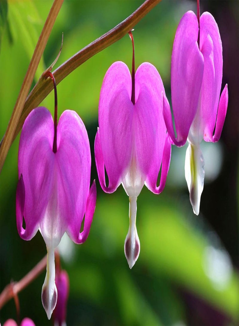GGOOT Dicentra spectabilis (Old Fashioned Bleeding Heart) Perennial, Pink Flowers - Image 1
