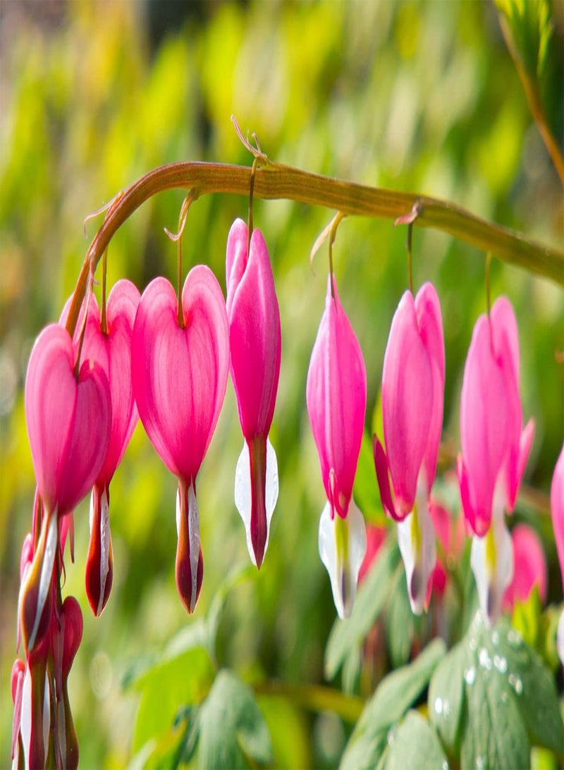 GGOOT Dicentra spectabilis (Old Fashioned Bleeding Heart) Perennial, Pink Flowers - Image 5