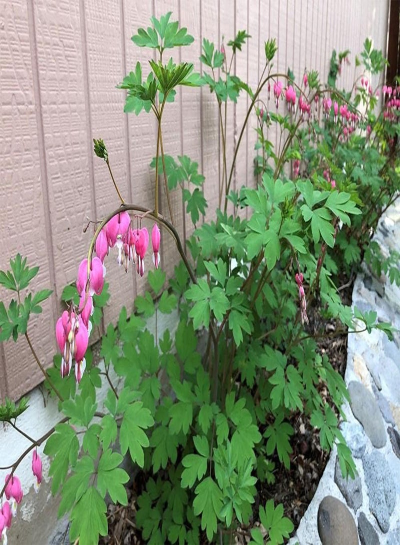 GGOOT Dicentra spectabilis (Old Fashioned Bleeding Heart) Perennial, Pink Flowers - Image 3