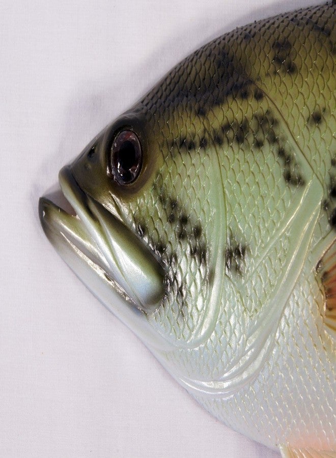 ال اكس لوحة جدارية مزخرفة مرسومة يدويًا على شكل سمكة باس كبيرة الفم، مقاس 18 بوصة - Image 3