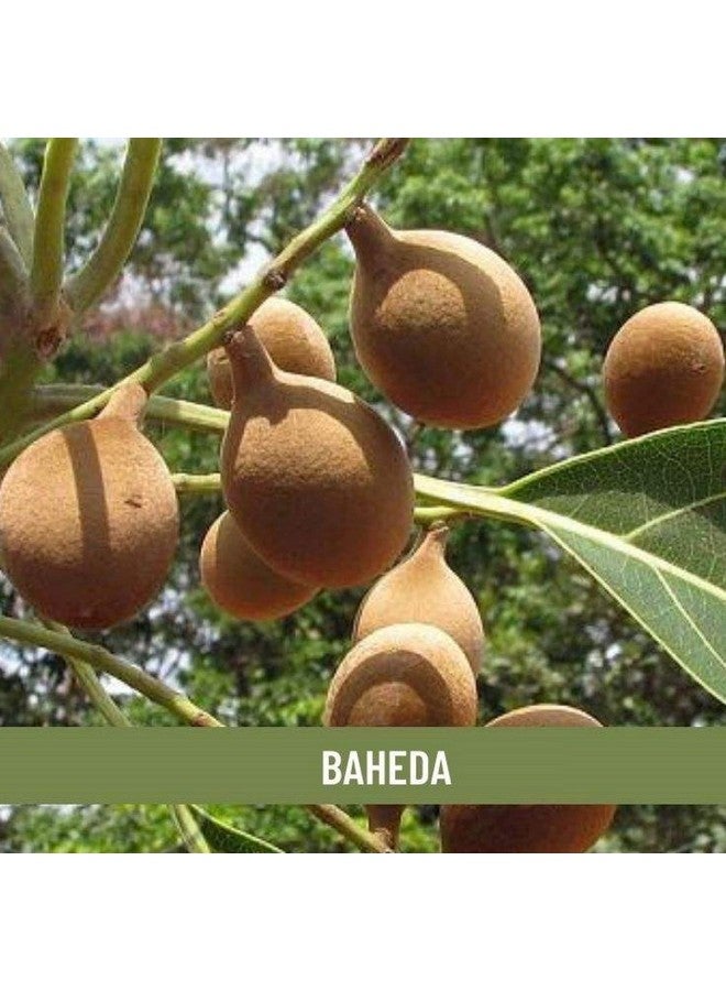 Shudh Online Baheda fruit, Bibhitaki Sabut, Bahera Whole, Tanikaya (250 Grams) for Eating, Hair Growth (Terminalia Belerica, Beleric Myrobalan) - Image 4