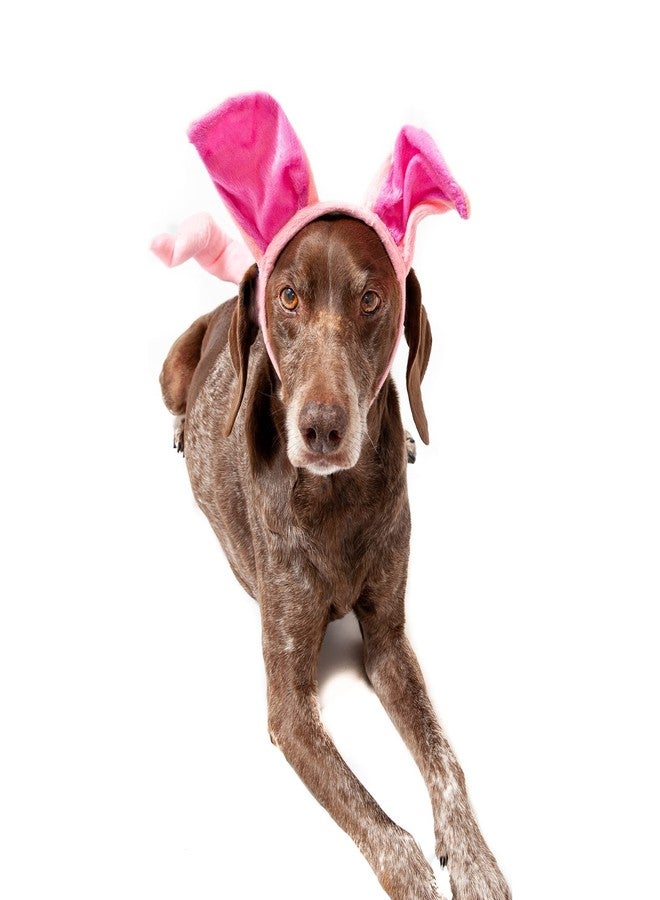 Midlee Dog Pig Halloween Headband Costume with Tail- Large - Image 2