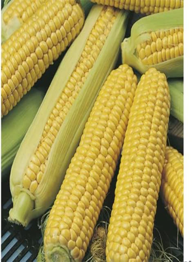 GGOOT 10 Seeds of Sweetcorn Incredible F1