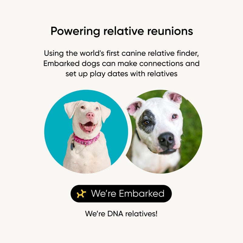 Embark Breed Identification Kit - Most Accurate Dog DNA Testing Kit - 99% Breed Ancestry Accuracy for Mixed Breed Dogs - Plus Relative Finder & Family Tree - Image 3