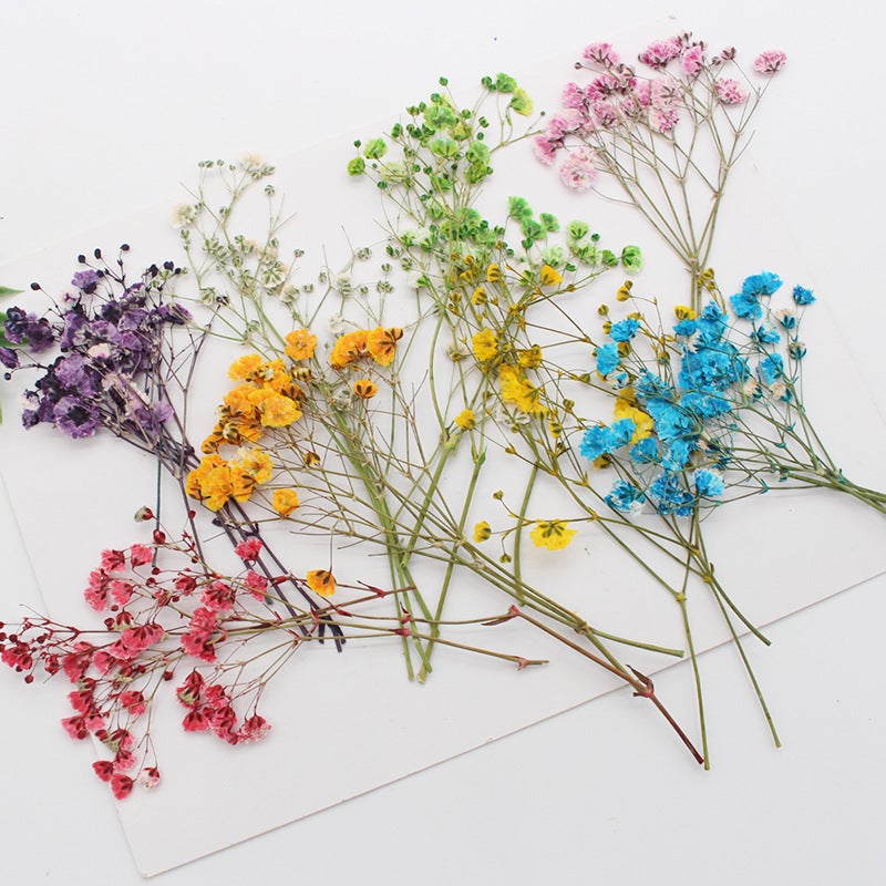 Gypsophila Dried Flower Flower Natural Plant Teaching Specimen Diy Dropping Glue Mobile Phone Case Po Frame Children'S Activity Material - Image 3
