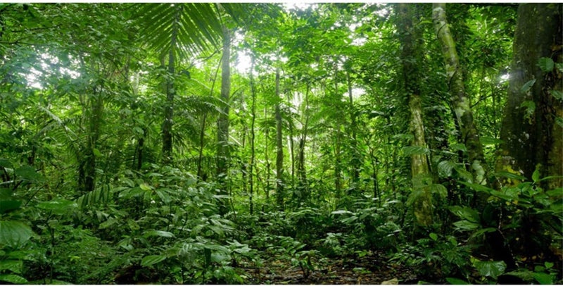 AWERT 36x18 inches Terrarium Background Tropical Aquarium Background Green Huge Tree Rainforest Reptile Habitat Background - Image 1