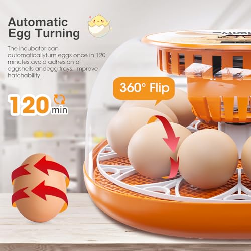Viowey 12 Egg Incubator with Automatic Egg Turning and Temperature Control Automatic Water Adding LED Egg Candler Incubators for Hatching Eggs Chickens Ducks Quail - Image 3