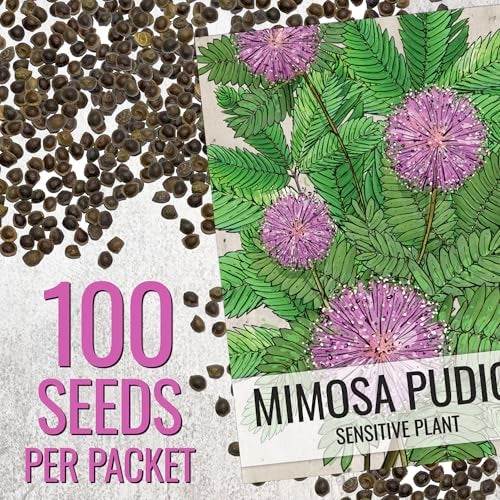 Seed Needs Sensitive Plant Seeds for Planting Mimosa pudica - Heirloom & Open Pollinated Annual Flowers - Pink Blooms with Leaves that React to Touch (2 Packs) - Image 2