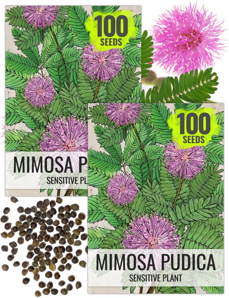 Seed Needs Sensitive Plant Seeds for Planting Mimosa pudica - Heirloom & Open Pollinated Annual Flowers - Pink Blooms with Leaves that React to Touch (2 Packs) - Image 1
