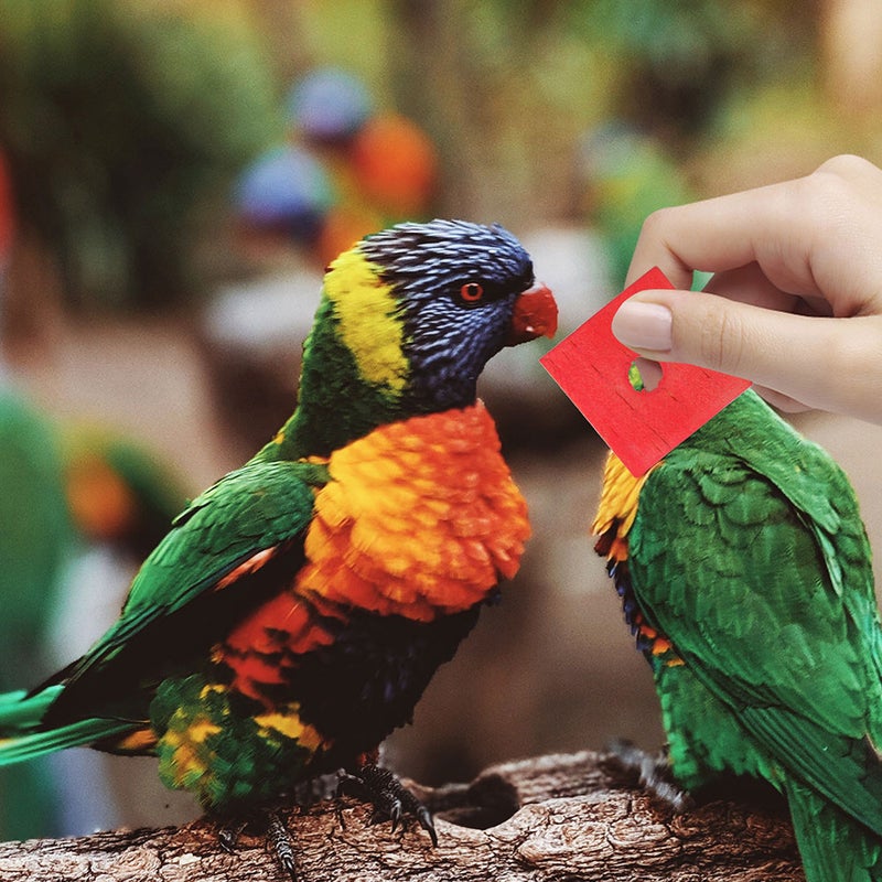 50pcs Parrot Chewing Toys Bird Bite Toys Parrot Teeth Grinding Toys - Image 4