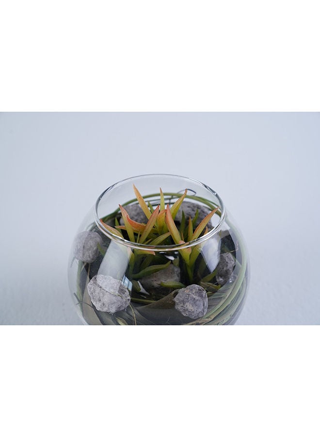 Pan Home AMRA GLASS SUCCULENT CLEAR D12X10CM - Image 3