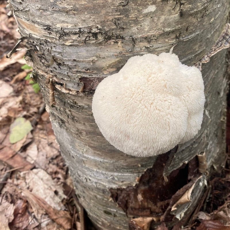 North Spore Organic Lion's Mane Outdoor Mushroom Log Growing Kit | Includes 100 ct. Bag of Plug Spawn | Complete Log Starter Kit with Instructions | Handmade in Maine, USA - Image 2