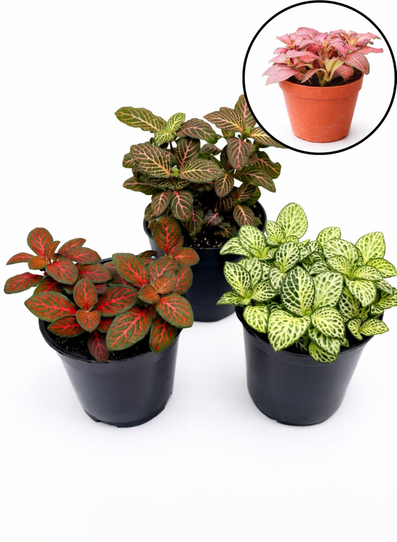 نبات فيتونيا داخلي طازج (ارتفاع 5-10 سم) | نبات الأوردة الوردية | نبات الفسيفساء | نبات زينة صغير للمنزل والمكتب - Image 5