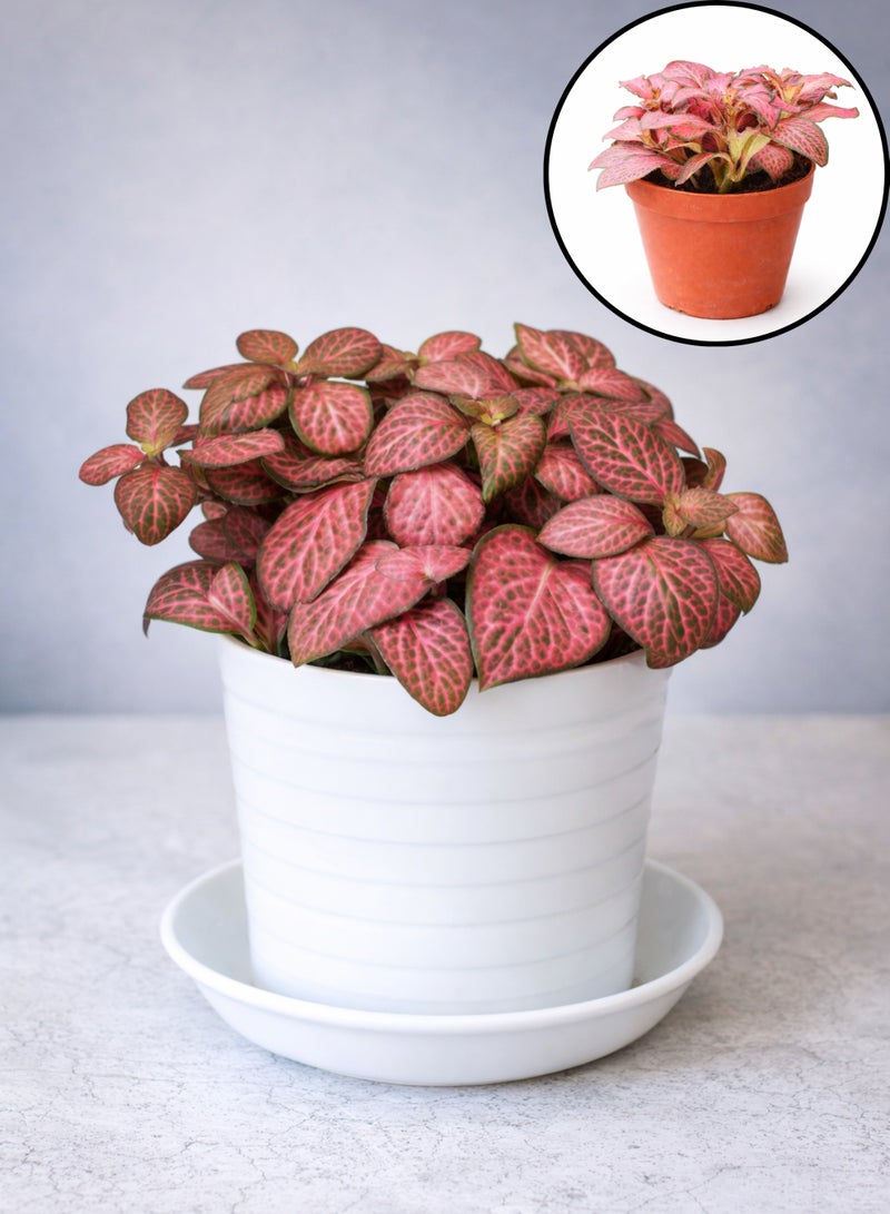 نبات فيتونيا داخلي طازج (ارتفاع 5-10 سم) | نبات الأوردة الوردية | نبات الفسيفساء | نبات زينة صغير للمنزل والمكتب - Image 3