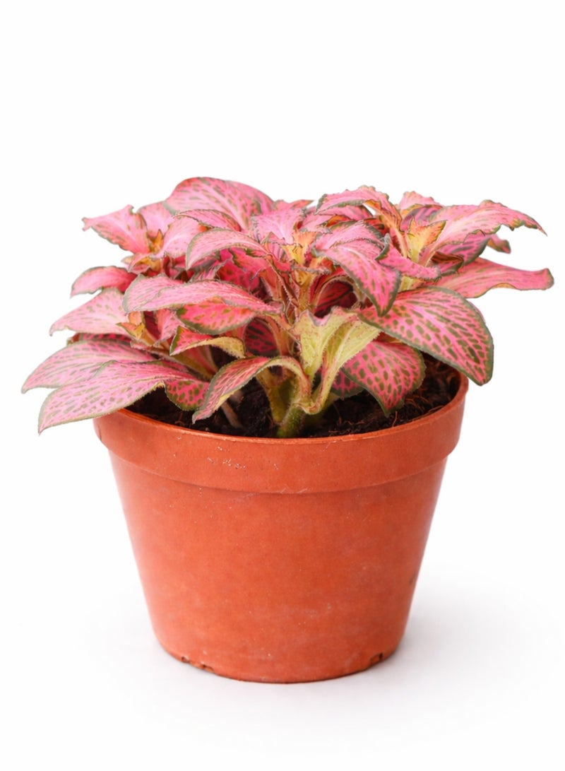 نبات فيتونيا داخلي طازج (ارتفاع 5-10 سم) | نبات الأوردة الوردية | نبات الفسيفساء | نبات زينة صغير للمنزل والمكتب - Image 2