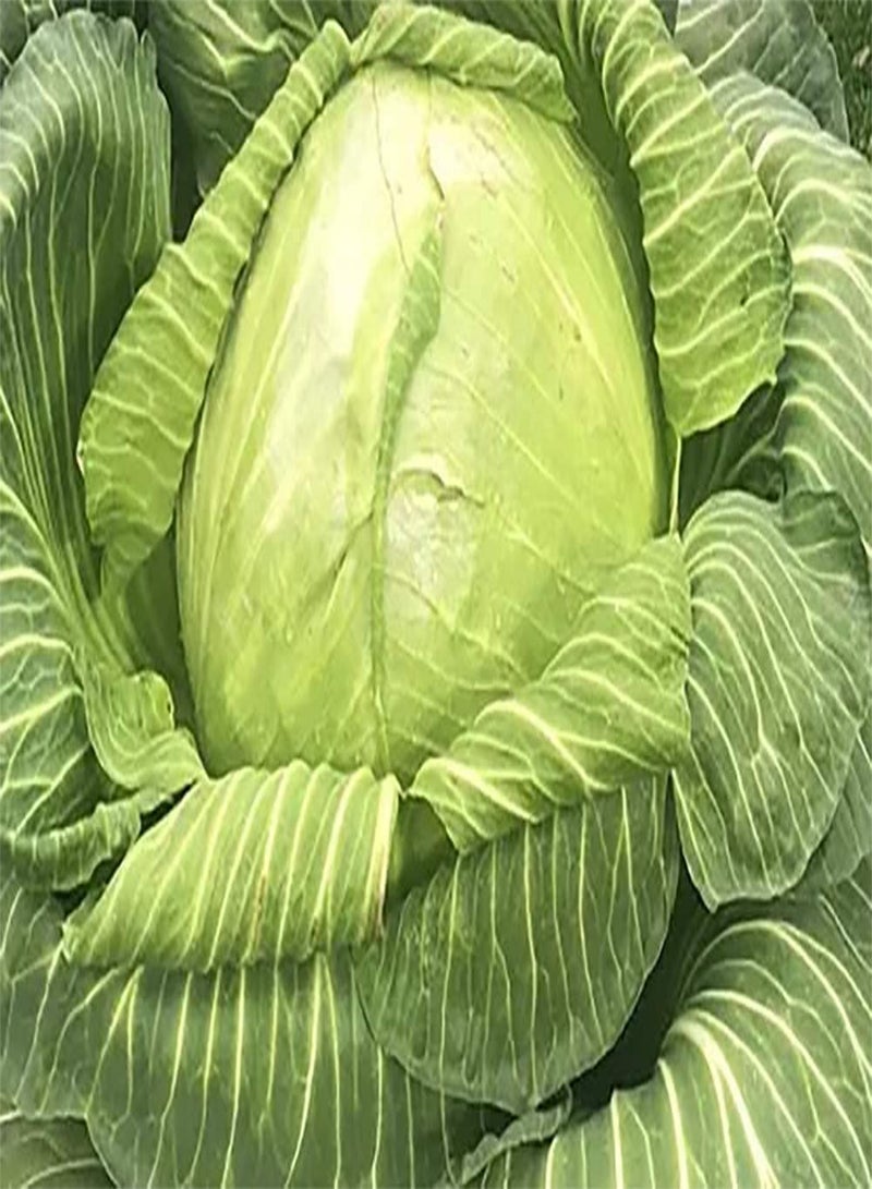GGOOT Giant Cabbage Cole Slaw Sauerkraut Premium Seeds 100pcs/Packet