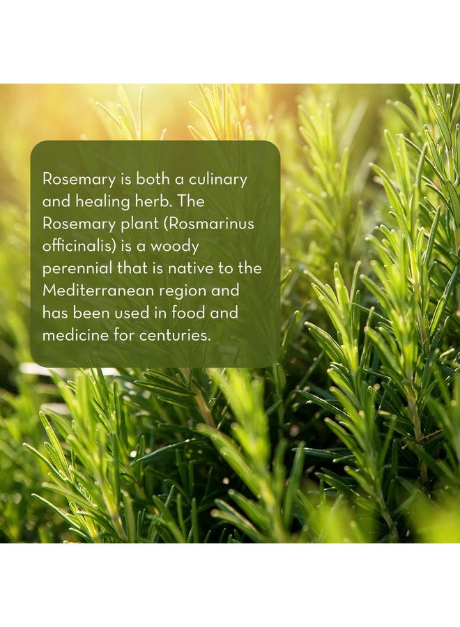 PURE BODY NATURALS 100% Pure Rosemary Essential Oil Rosemary Oil For Hair Growth And Aromatherapy Therapeutic Grade 1 Fl Oz By Pure Body Naturals - Image 2
