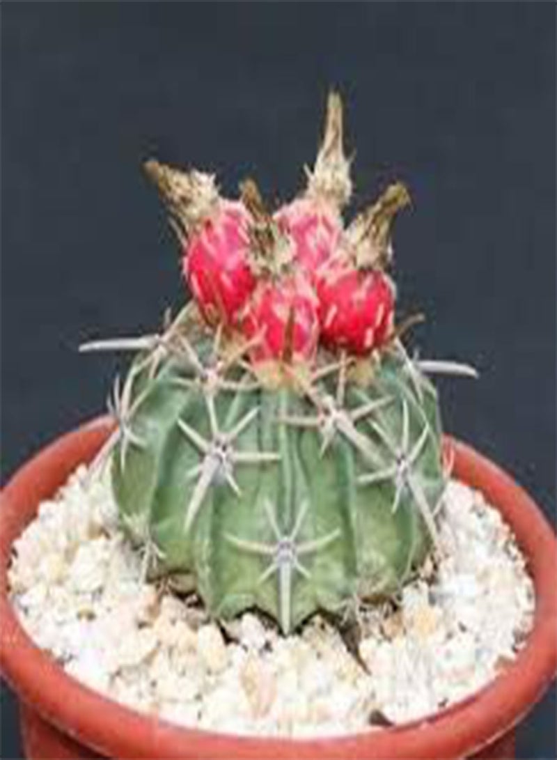 جي جوت 30 بذور نبات الصبار Echinocactus texensis. - Image 3