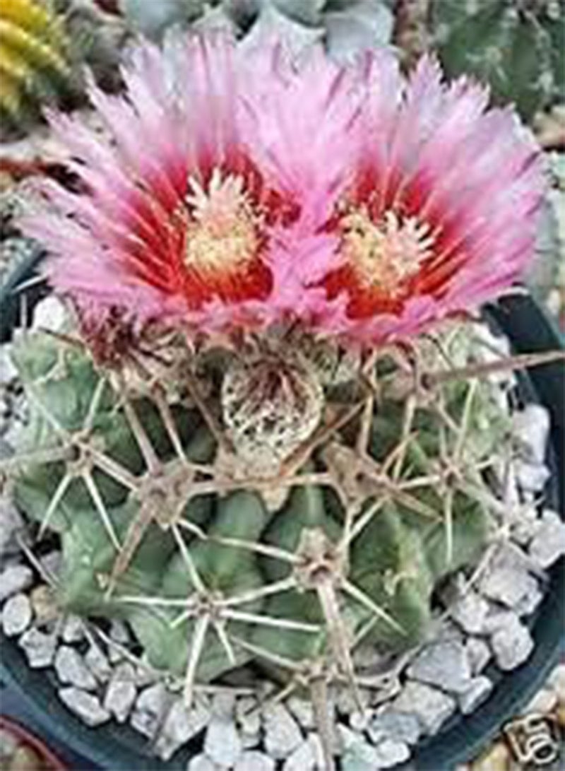 جي جوت 30 بذور نبات الصبار Echinocactus texensis. - Image 1
