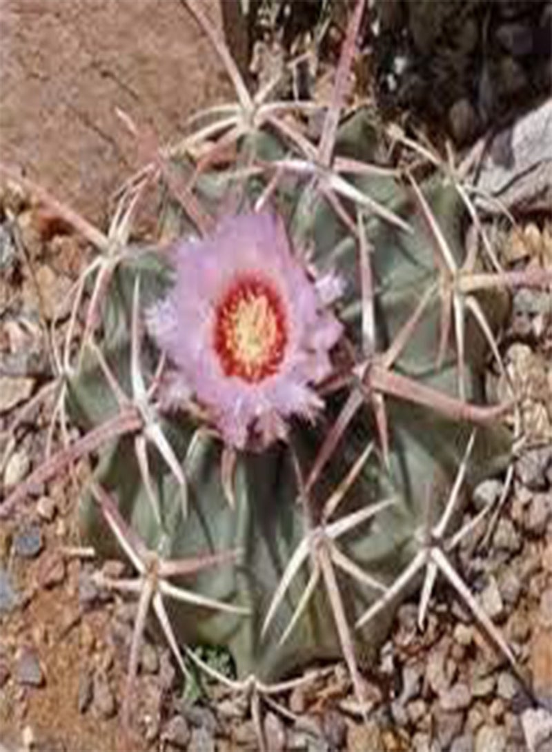 جي جوت 30 بذور نبات الصبار Echinocactus texensis. - Image 2
