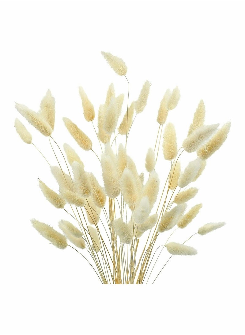 Natural Bunny Tails Dried Flowers, 70 Pcs Dried Pampas Grass Decor for Farmhouse Flower Arrangements Wedding Home Boho Party Decorations(White) - Image 1