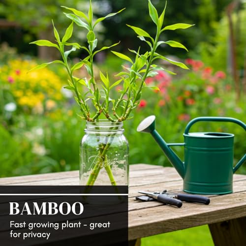 CZ Grain 200+ Fresh Giant Bamboo Seeds for Planting - Quick Growth and Winter Hardy Privacy Screen, Good for Environment - Image 4