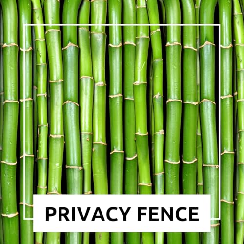 CZ Grain 200+ Fresh Giant Bamboo Seeds for Planting - Quick Growth and Winter Hardy Privacy Screen, Good for Environment - Image 5