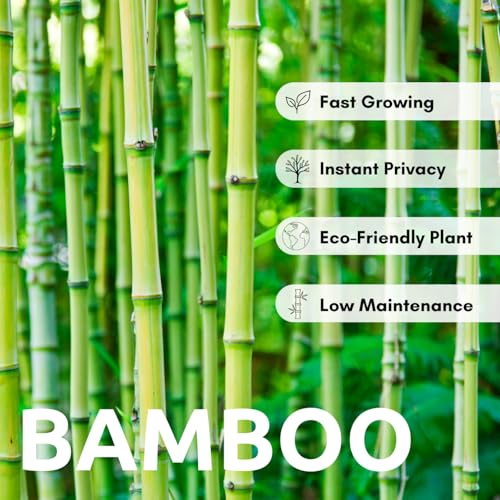 CZ Grain 200+ Fresh Giant Bamboo Seeds for Planting - Quick Growth and Winter Hardy Privacy Screen, Good for Environment - Image 2