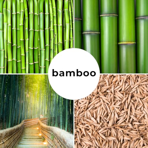 CZ Grain 200+ Fresh Giant Bamboo Seeds for Planting - Quick Growth and Winter Hardy Privacy Screen, Good for Environment - Image 3